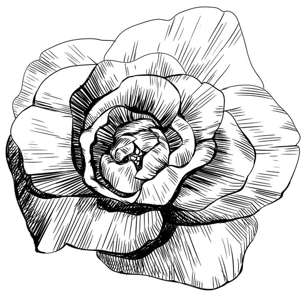 Rose flower isolated on white. Hand drawn vintage illustration. - Vector, Image