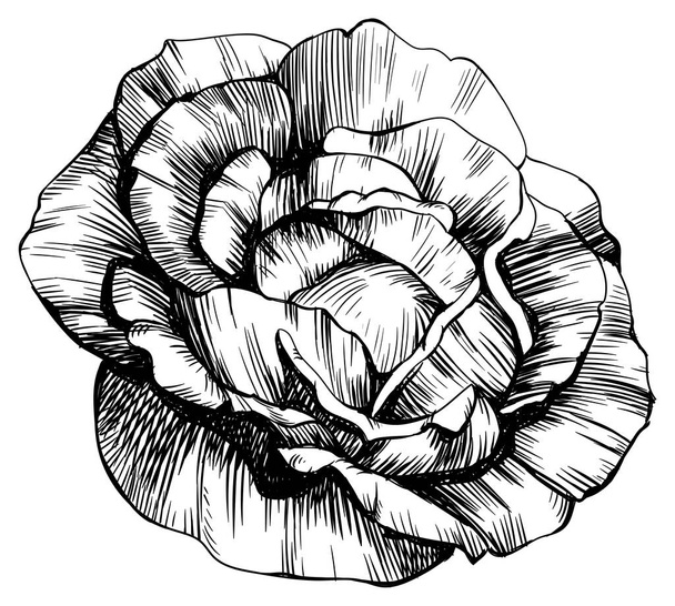Rose flower isolated on white. Hand drawn vintage illustration. - Вектор,изображение