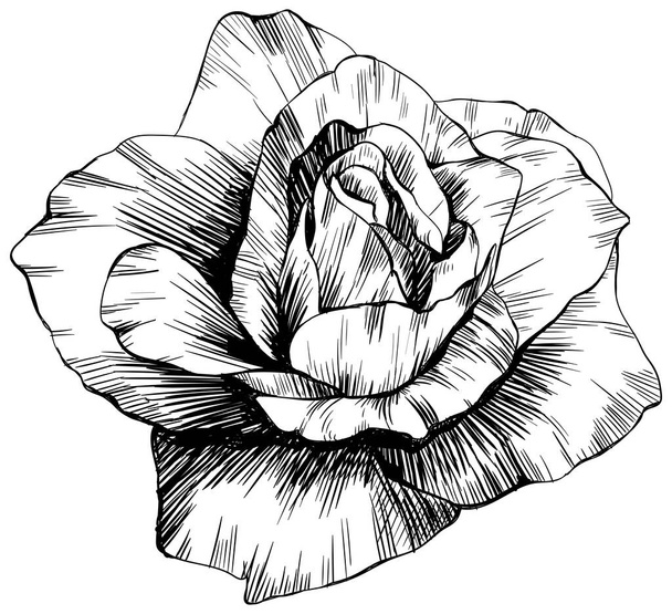 Rose flower isolated on white. Hand drawn vintage illustration. - Vetor, Imagem