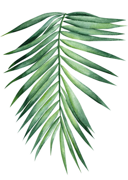 Feuilles de palmier dessinées à la main, plante verte tropicale sur fond blanc isolé, illustration botanique aquarelle. Illustration de haute qualité - Photo, image