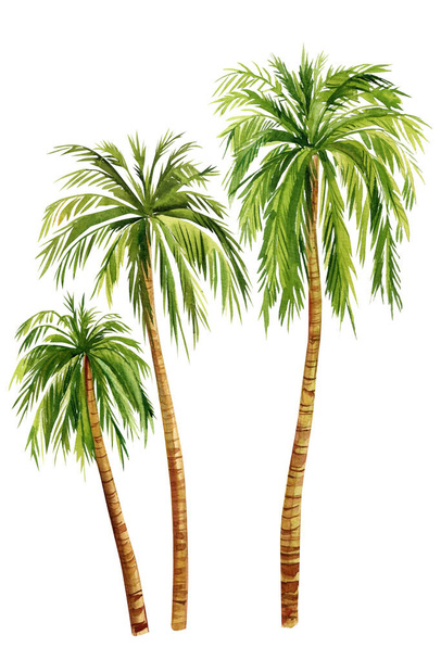 Aquarel Palmbomen geïsoleerd op witte achtergrond. handgeschilderde palmboom. Hoge kwaliteit illustratie - Foto, afbeelding