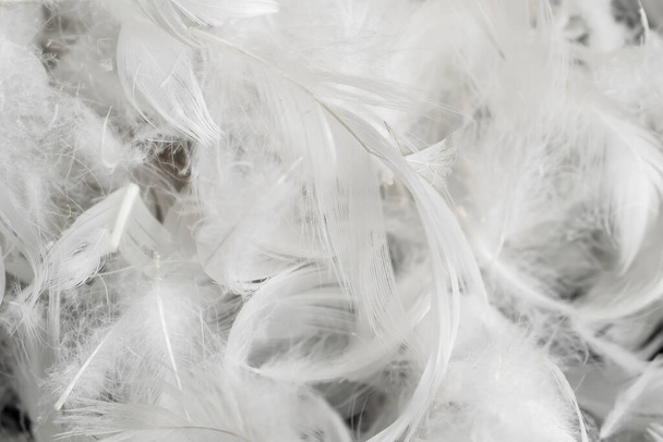 Güzel beyaz ördek tüyleri. arkaplan veya doku - Fotoğraf, Görsel