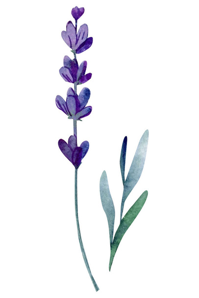 set of lavender flowers, bouquet of lavender flowers on an isolated white background, watercolor illustration, hand drawing. High quality illustration - Zdjęcie, obraz