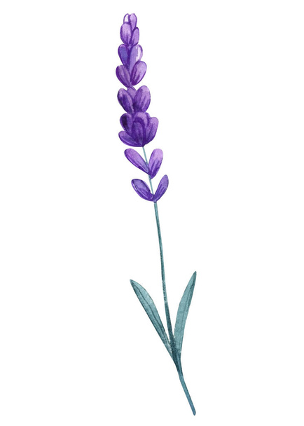 set of lavender flowers, bouquet of lavender flowers on an isolated white background, watercolor illustration, hand drawing. High quality illustration - Фото, зображення
