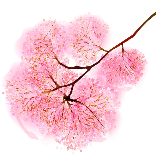 fiori di ciliegio sfondo
 - Vettoriali, immagini