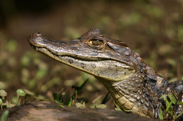 Caiman gator6 - Φωτογραφία, εικόνα