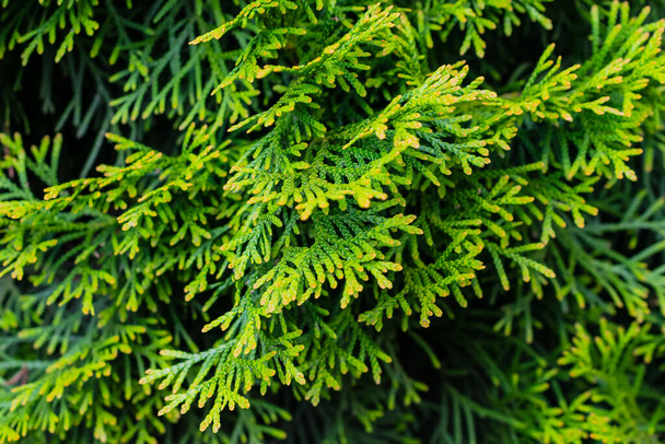 green twigs of thuja emerald with visible texture - Fotó, kép