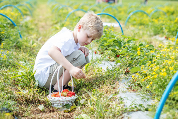 Poika poimii mansikoita itsepoimivalta maatilalta. Korjuukonsepti. Poimi oma maatilasi. Terveellinen ja ympäristöystävällinen sato - Valokuva, kuva