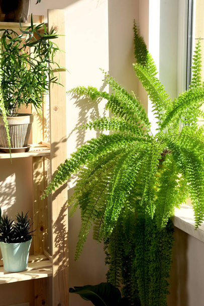 Beautiful houseplants in pots near window indoors. House decor - Zdjęcie, obraz