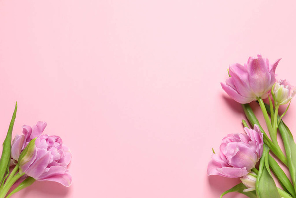 Όμορφα πολύχρωμα λουλούδια τουλίπας σε ροζ φόντο, πάνω άποψη. Χώρος για κείμενο - Φωτογραφία, εικόνα