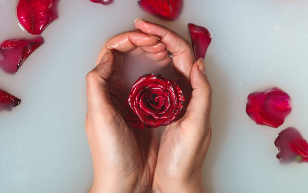 Woman hands holding red rose in bathtub with milk. - Фото, зображення