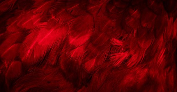 macro foto van rode kippenveren. achtergrond of textura - Foto, afbeelding