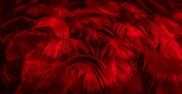 μακροεντολή φωτογραφία των κόκκινων φτερών κότας. φόντο ή textura - Φωτογραφία, εικόνα