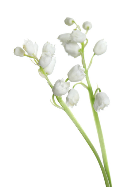 Beautiful lily of the valley flowers on white background - Photo, Image