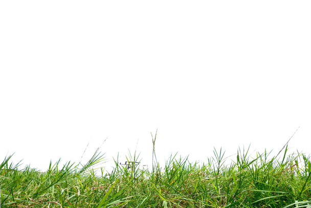 Beyaz arkaplanda yeşil çimen - Fotoğraf, Görsel