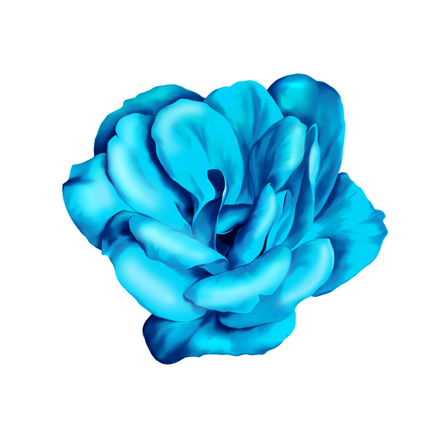 Blue Camelia Flower isolated on white background. illustration - Photo, Image