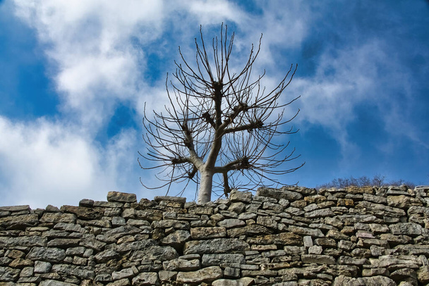 Arkadan bakan yapraksız kavak ağaçlarıyla taşlardan yapılmış antik kuru taş duvar..                                - Fotoğraf, Görsel
