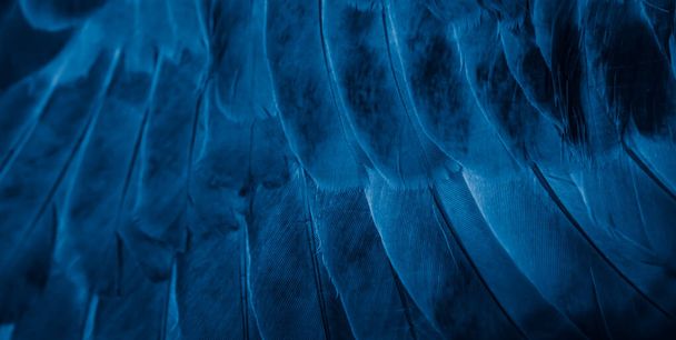 paloma de plumas azul macro foto. textura o fondo - Foto, Imagen
