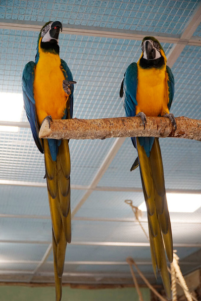 Two blue and yellow Macaws perching on a branch - Zdjęcie, obraz