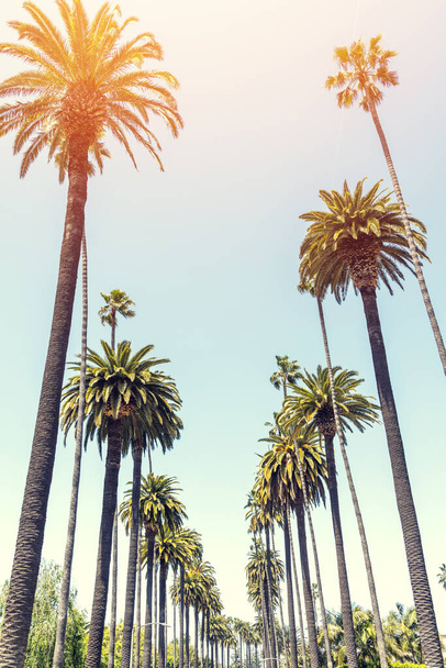 Ein perfekter Sommertag in Kalifornien, Beverly Hills, im Schatten hoher Palmen entspannen und die Wärme der Sonne genießen - Foto, Bild