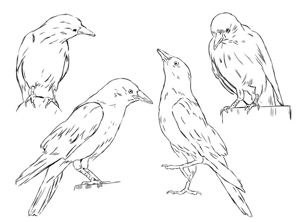 4 crows - Vetor, Imagem