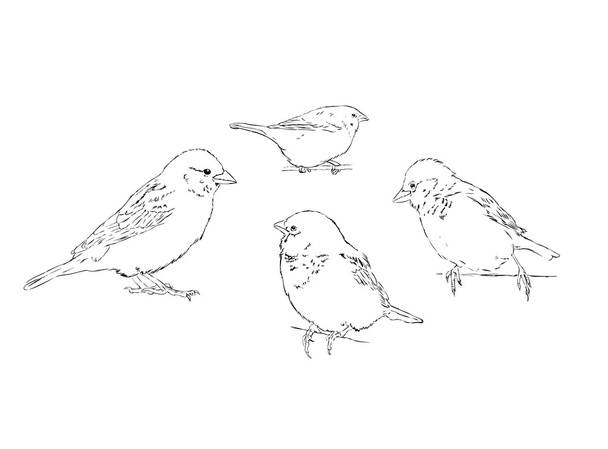 Sparrows - Διάνυσμα, εικόνα
