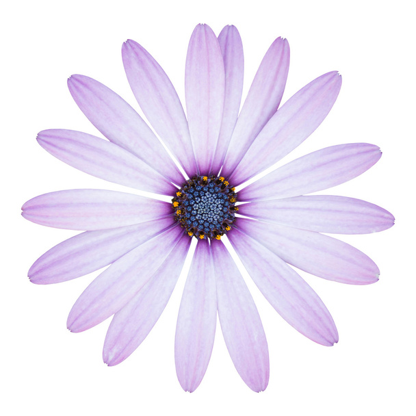 sininen osteospermum päivänkakkara kukka eristetty valkoinen leikkaamalla p
 - Valokuva, kuva