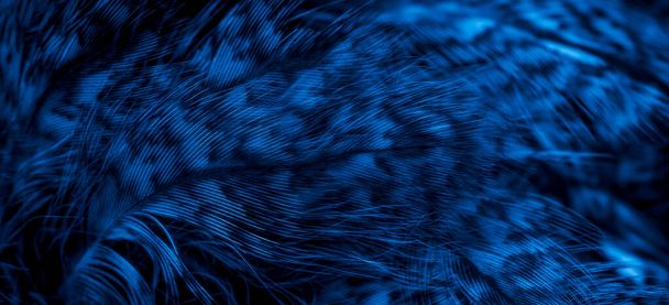blue  feathers of the owl with visible details - Photo, image