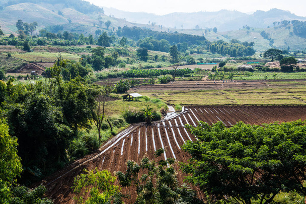 Vista superior del campo de arroz, Tailandia. - Foto, imagen