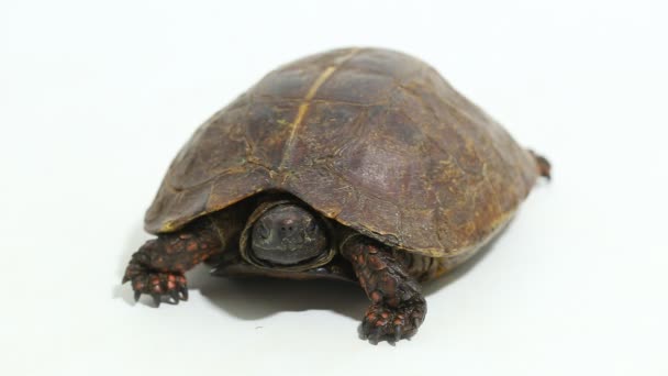 De stekelige schildpad (Heosemys spinosa) geïsoleerd op witte achtergrond - Video
