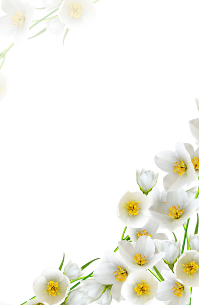 Yasemin beyaz çiçek beyaz arka planda izole - Fotoğraf, Görsel