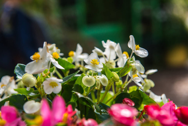 Pieni valkoinen kukka puutarhassa, Thaimaa. - Valokuva, kuva