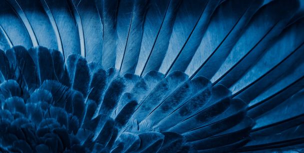blue feather pigeon macro photo. texture or background - Photo, Image