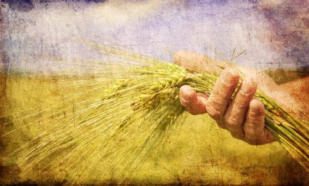 χέρι αγροτών κρατήσει πράσινο σιτάρι σταχύδιο. - Φωτογραφία, εικόνα