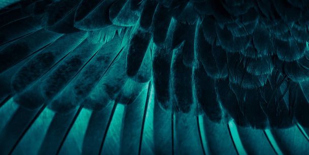 blue feather pigeon macro photo. texture or background - Photo, Image