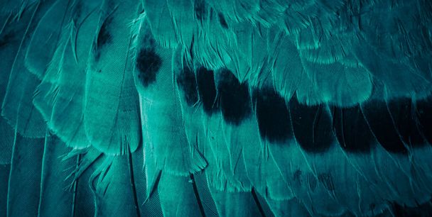 foto macro del piccione piuma blu. texture o sfondo - Foto, immagini