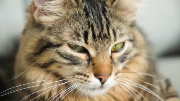 Portrait d'un chat moelleux fermant et ouvrant les yeux, plissant et regardant la caméra. - Séquence, vidéo
