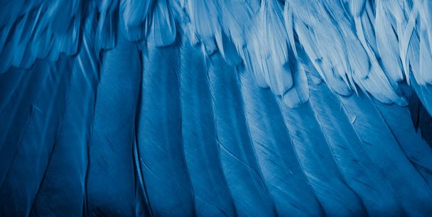 blue feather pigeon macro photo. texture or background - Fotografie, Obrázek