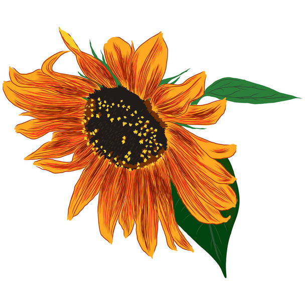 Sunflower Flower with Leaves. Bright Colorful artistic Hand Drawing Floral Illustration. Hand Drawn Color Element. Vector Illustration Isolated on White. Vector illustration - Vector, Image