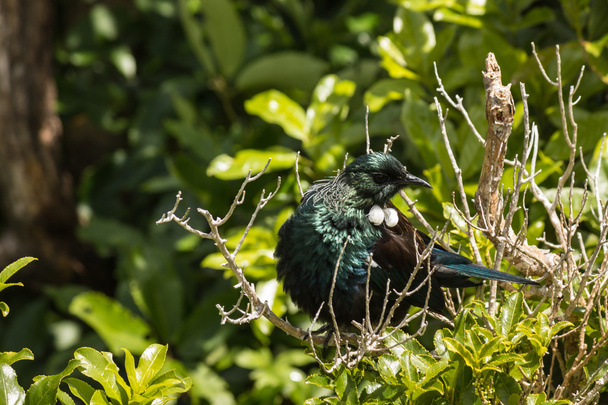 Basking tui bird - Photo, Image