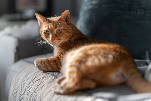 gato tabby marrón con ojos verdes mirando a la cámara. de cerca - Foto, imagen