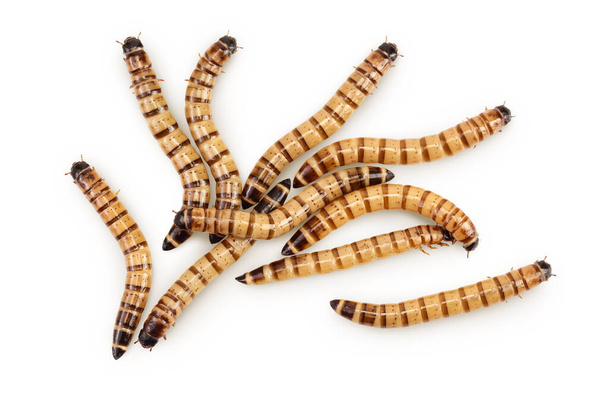 Gusanos larvas zophobas aisladas sobre fondo blanco. Comida para animales exóticos. Vista superior. Puesta plana. - Foto, Imagen