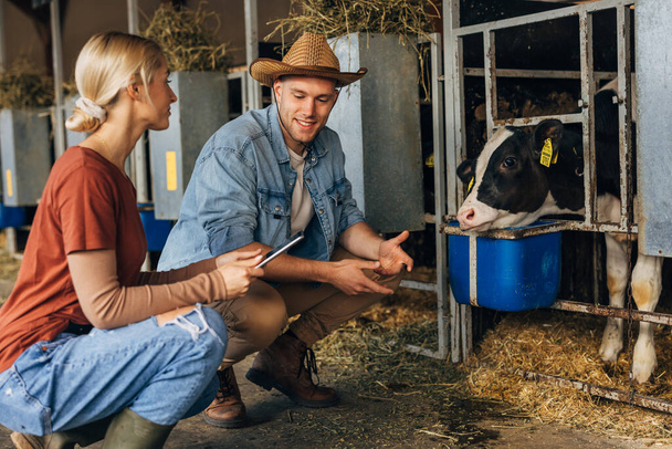 Farmer and a female inspector talk in the stall with cows. - Foto, Imagem