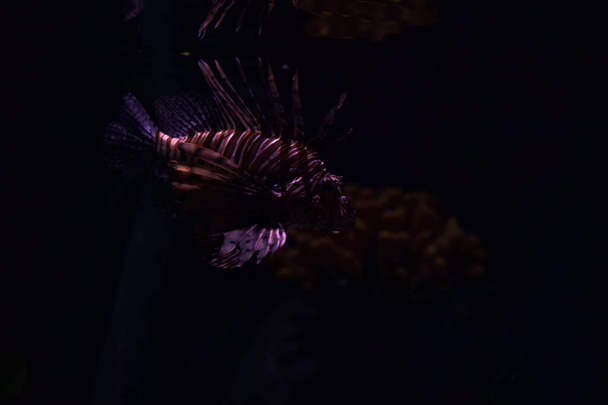 Punalionfish pterois volitans akvaario säiliössä nähty läheltä - Valokuva, kuva