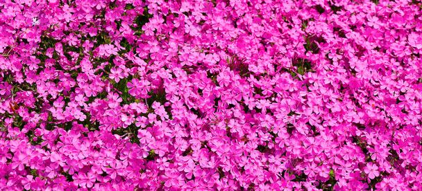Dianthus carthusianorum, known as Carthusian pink, is a species of Dianthus, native to Europe, from Spain north to Belgium and Poland - Valokuva, kuva
