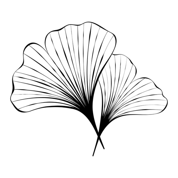 Ginkgo leaf sketch. Black and white clip art isolated on white background. Vector illustration for logo design, print, tattoo - Vecteur, image