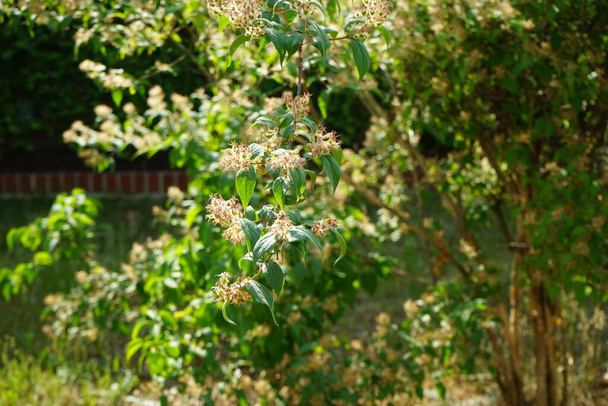 El arbusto Kolkwitzia amabilis está al final de la floración en junio. Linnaea amabilis, Kolkwitzia amabilis es una especie de planta fanerógama perteneciente a la familia Caprifoliaceae. Berlín, Alemania - Foto, Imagen