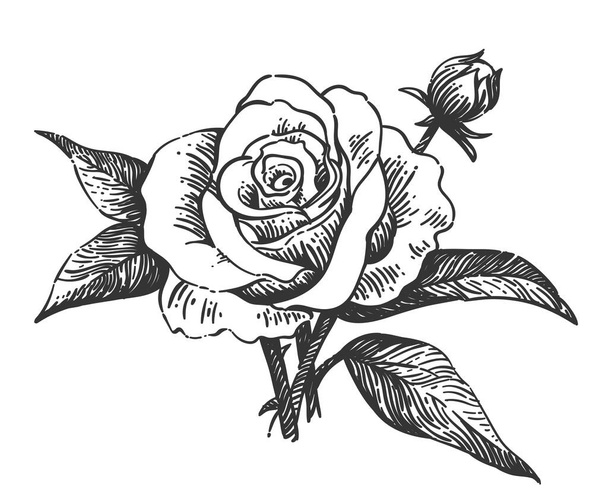 Vector black and white illustration of a rose on a transparent background. Vintage style - Vektor, Bild