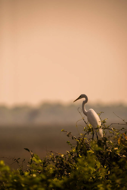 Egretta alba, Great Egret, Pantanal, Mato Grosso, Brazylia. - Zdjęcie, obraz