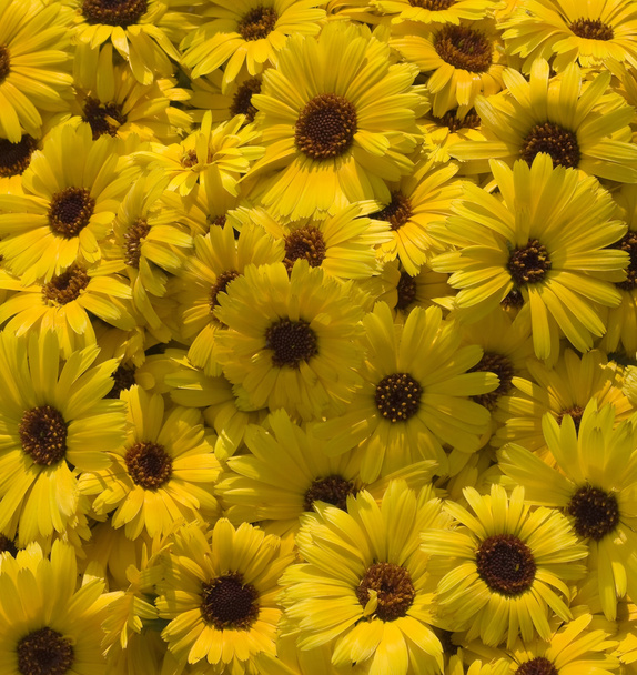 Many yellow flowers over background - Foto, imagen